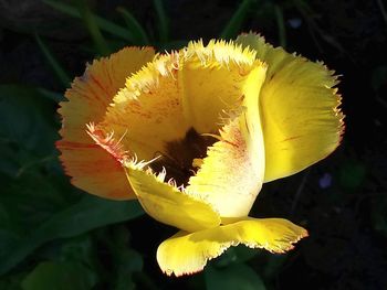 Close-up of yellow flowers