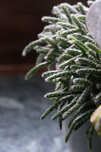 Close-up of plant during winter