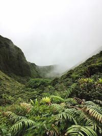 Scenic view of forest against sky