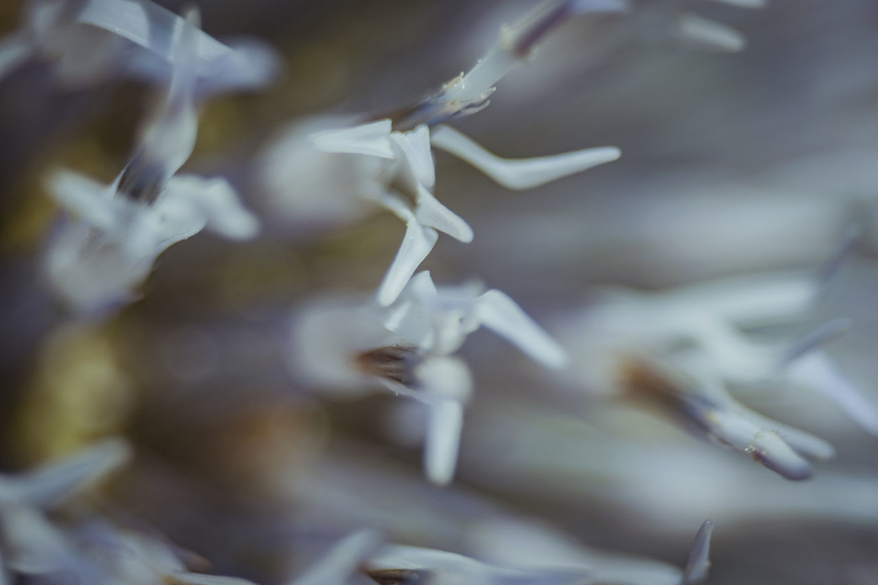 FULL FRAME SHOT OF WHITE PETALS