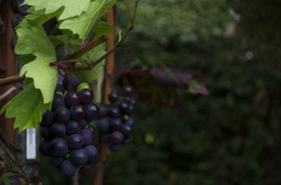 Close-up of grapes hanging on tree