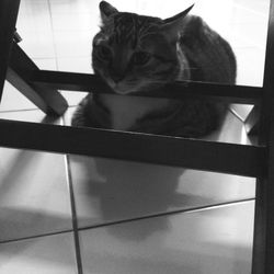 Cat looking away