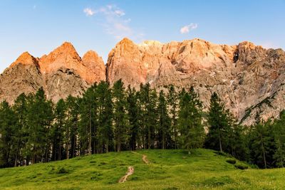 Panoramic view of trees on landscape against sky