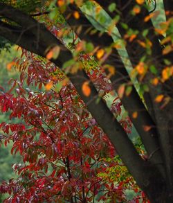 Close-up of leaves on branch