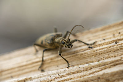 A hairy beetle on a broken branch