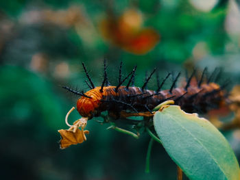 Close-up of butterfly on leaf