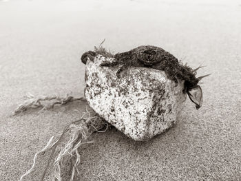 Close-up of animal shell on sand