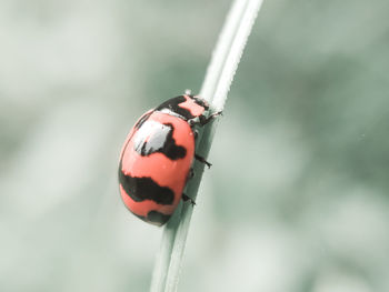 Close-up of ladybug