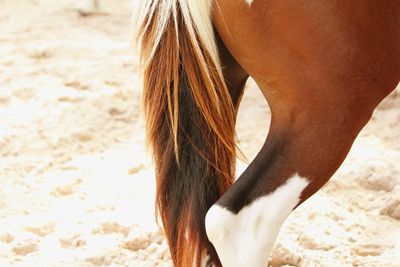 Close-up of horse