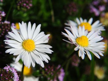 Close-up of white daisy flowers