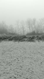 Trees in foggy weather