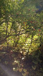 Trees growing on a tree