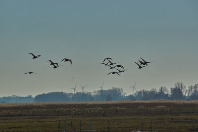 Flock of birds flying in the sky