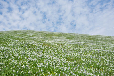 Hillside meadow of blooming white daffodil flowers, mt. golica