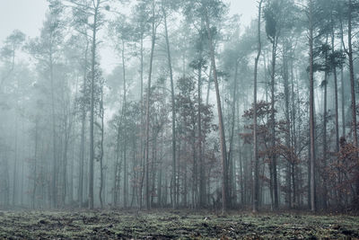 Forest flooded with heavy fog. nature landscape view of foggy forest in autumn season