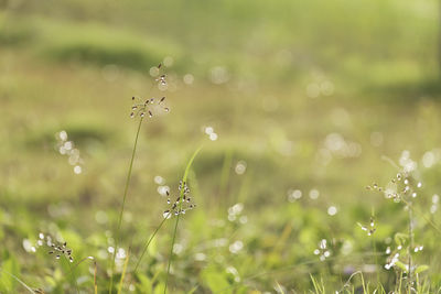 Close-up of wet plants on field
