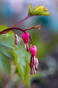 Pink flower blossom bleeding heart with open and closed buds on delicate branch, lamprocapnos