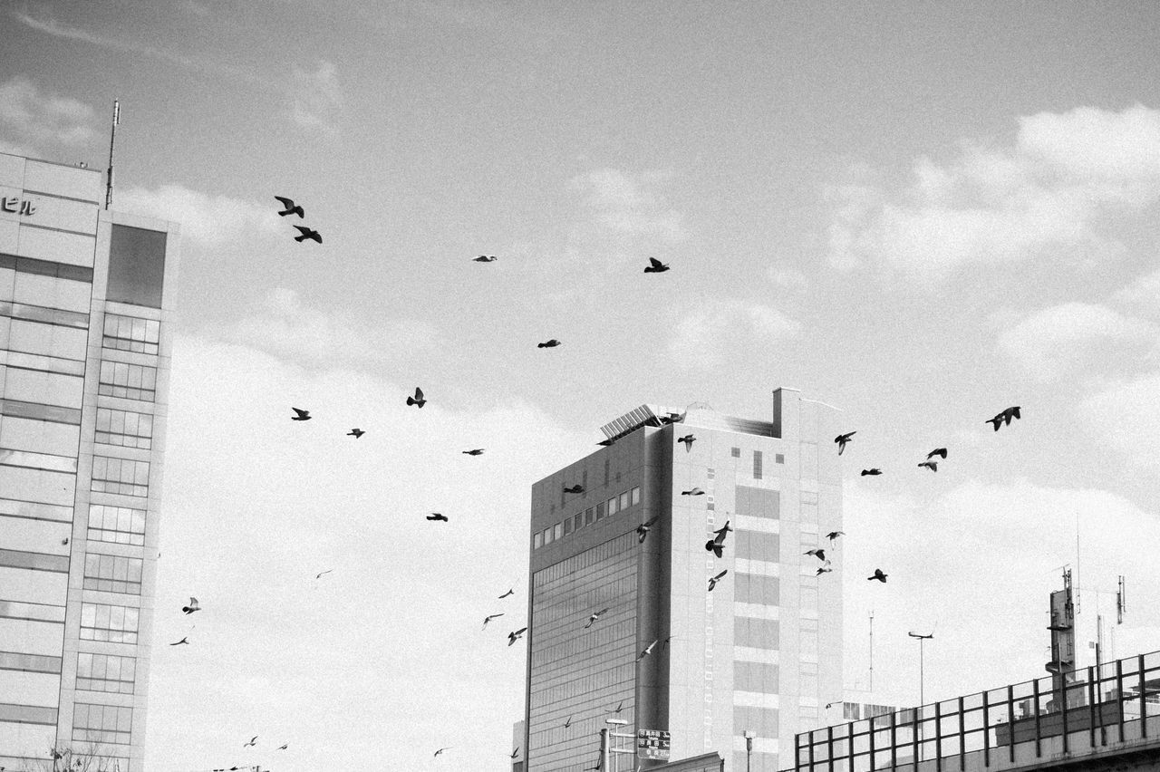 LOW ANGLE VIEW OF BIRDS FLYING IN CITY