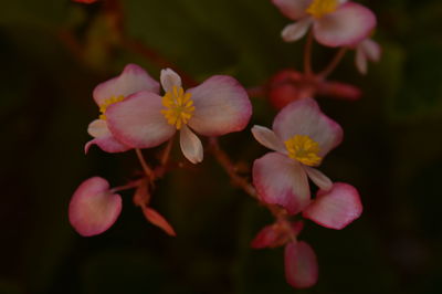 Close-up of pink flowers