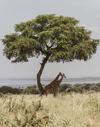 Tree in a field with giraffes 