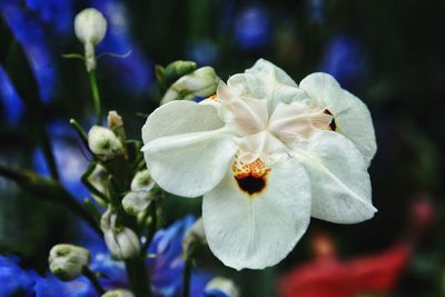 Close-up of white flowering plant