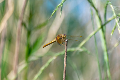 Close-up of dragonfly on plant