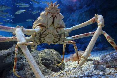 Close-up of turtle in sea