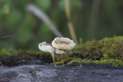 Close-up of white mushroom growing outdoors