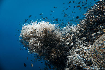 View of jellyfish swimming in sea