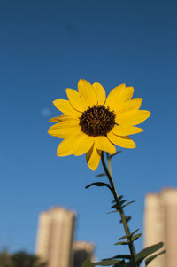 Low angle view of yellow flower against clear blue sky