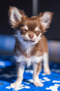 Close-up portrait of a dog