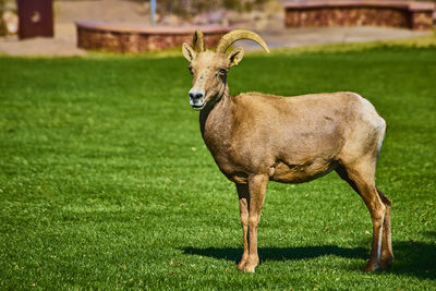 animal