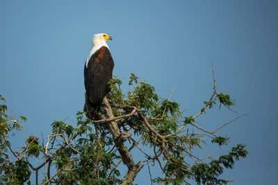 Low angle view of eagle perching on tree