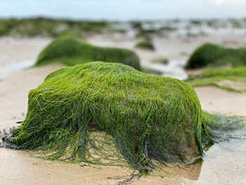 Seaweed on rocks 