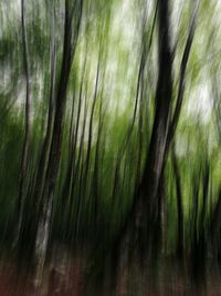 Close-up of tree trunk in forest