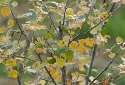 Close-up of yellow flowering plant