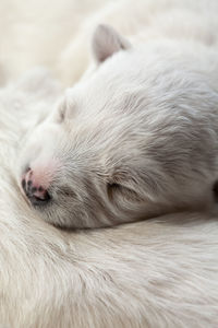 White newborn puppy sleeping