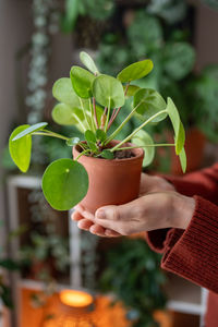 Close-up of potted plant