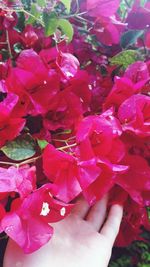 Close-up of hand holding pink flowers