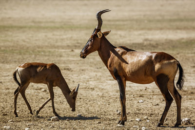 Side view of deer standing on field