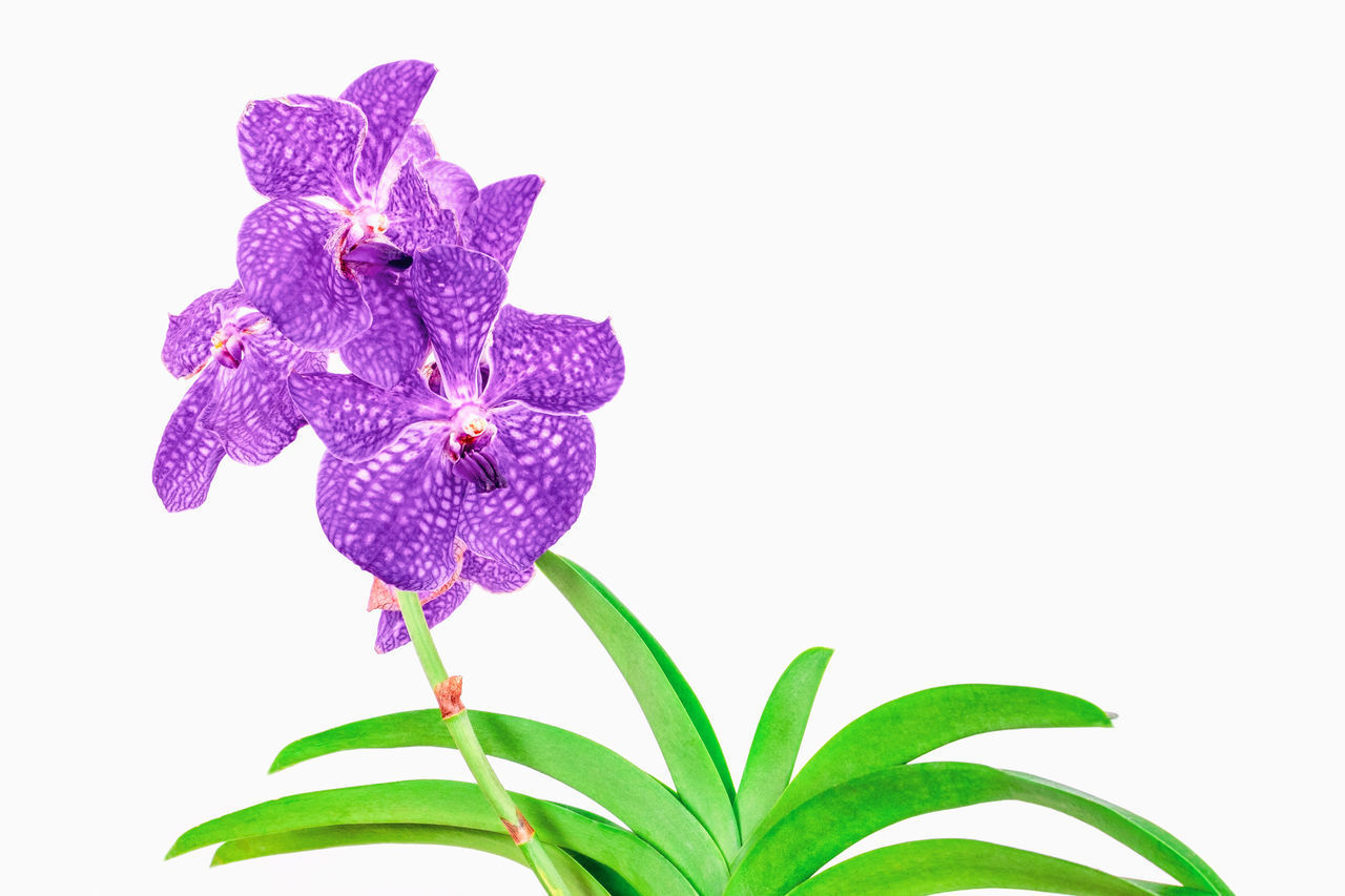 CLOSE-UP OF PURPLE FLOWERING PLANT