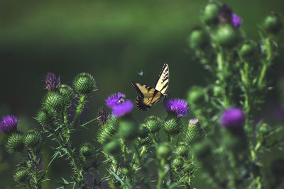 Butterfly pollinating on purple flower