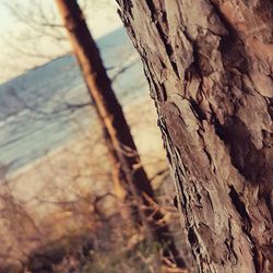 Close-up of tree trunk