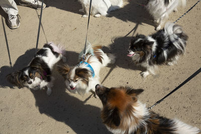 Three chihuahua dogs on leashes at balboa park in san diego