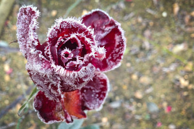 Close-up of red flower against blurred background