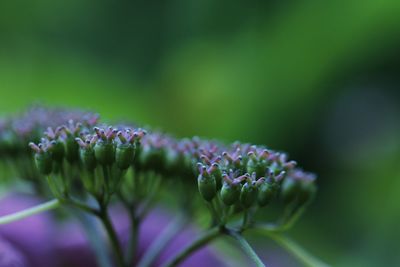 Close-up of purple flowering plant