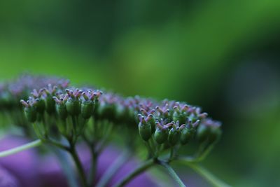 Close-up of purple flowering plant