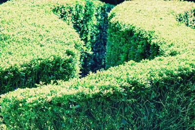Trees and grass