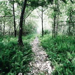 Footpath in forest