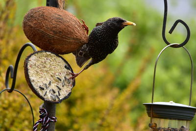 Close-up of bird perching on feeder